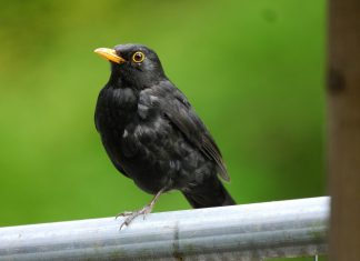 Narrative intelligence specialist Blackbird.AI bags $28m Blackbird.AI