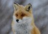 CyberFOX attracts nine-figure backing to drive next phase of growth