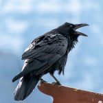 RAVEN.IO secures $20m to beat CVE-less cyberattacks RAVEN.IO secures $20m to beat CVE-less cyberattacks