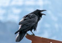 RAVEN.IO secures $20m to beat CVE-less cyberattacks RAVEN.IO secures $20m to beat CVE-less cyberattacks