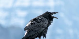 RAVEN.IO secures $20m to beat CVE-less cyberattacks RAVEN.IO secures $20m to beat CVE-less cyberattacks