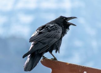 RAVEN.IO secures $20m to beat CVE-less cyberattacks RAVEN.IO secures $20m to beat CVE-less cyberattacks