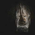 Why non-financial risk is the real grey rhino for CROs rhino
