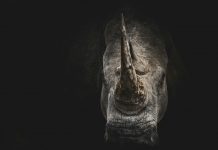 Why non-financial risk is the real grey rhino for CROs rhino