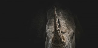 Why non-financial risk is the real grey rhino for CROs rhino