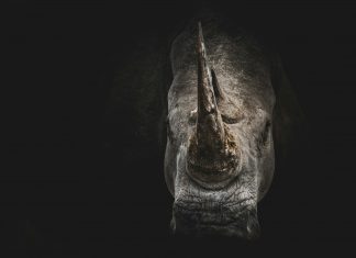 Why non-financial risk is the real grey rhino for CROs rhino