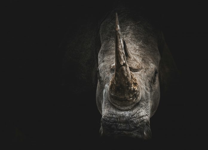 geranimo-KsMD_tAdjg0-unsplash rhino