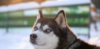 Edge security startup Huskeys launches with $8m seed round