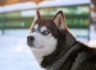 Edge security startup Huskeys launches with $8m seed round