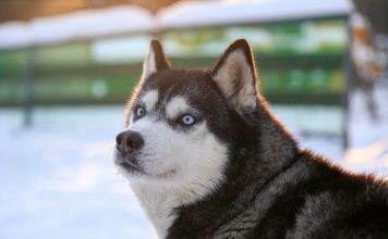 Edge security startup Huskeys launches with $8m seed round