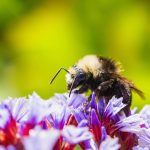 PensionBee backs FCA move to regulate ESG ratings PensionBee has welcomed the Financial Conduct Authority’s (FCA) plans to introduce regulation for ESG ratings providers, calling the move a long-overdue step toward greater transparency and accountability.