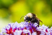PensionBee backs FCA move to regulate ESG ratings PensionBee has welcomed the Financial Conduct Authority’s (FCA) plans to introduce regulation for ESG ratings providers, calling the move a long-overdue step toward greater transparency and accountability.