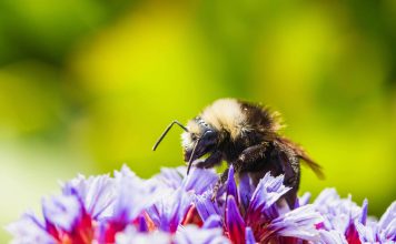 PensionBee backs FCA move to regulate ESG ratings PensionBee has welcomed the Financial Conduct Authority’s (FCA) plans to introduce regulation for ESG ratings providers, calling the move a long-overdue step toward greater transparency and accountability.
