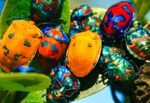 Swiss ethical hacking firm raises CHF 12m for expansion Swiss ethical hacking firm raises CHF 12m for expansion