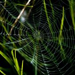 The conformity trap: How AML rules let crime hide AML