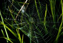 The conformity trap: How AML rules let crime hide AML