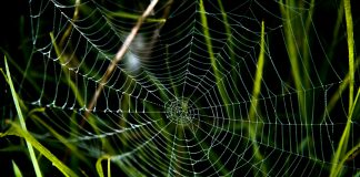 The conformity trap: How AML rules let crime hide AML