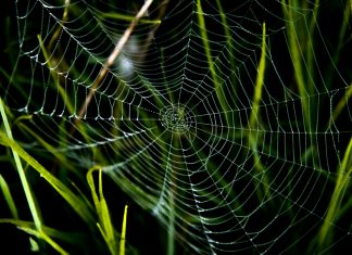 The conformity trap: How AML rules let crime hide AML