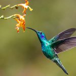 Hummingbird launches AI agents for compliance teams Hummingbird