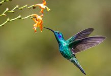 Hummingbird launches AI agents for compliance teams Hummingbird