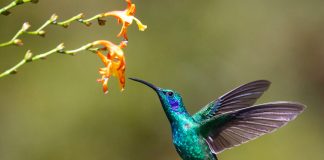 Hummingbird launches AI agents for compliance teams Hummingbird