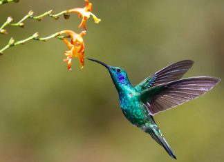 Hummingbird launches AI agents for compliance teams Hummingbird