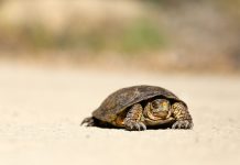 Why legacy surveillance tools are failing compliance teams Compliance teams at financial institutions are buckling under the weight of outdated surveillance systems, and a new survey by A-Team Group suggests the breaking point has arrived.