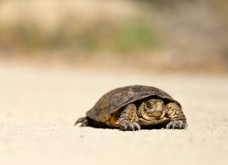Why legacy surveillance tools are failing compliance teams Compliance teams at financial institutions are buckling under the weight of outdated surveillance systems, and a new survey by A-Team Group suggests the breaking point has arrived.