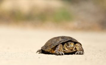 Why legacy surveillance tools are failing compliance teams Compliance teams at financial institutions are buckling under the weight of outdated surveillance systems, and a new survey by A-Team Group suggests the breaking point has arrived.