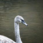 Gray Swan raises $40m to make AI deployment secure Gray Swan