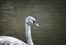 Gray Swan raises $40m to make AI deployment secure Gray Swan