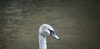 Gray Swan raises $40m to make AI deployment secure Gray Swan