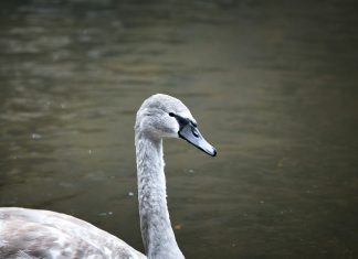 Gray Swan raises $40m to make AI deployment secure Gray Swan