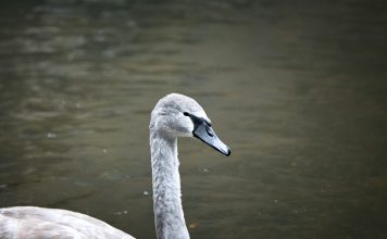 Gray Swan raises $40m to make AI deployment secure Gray Swan