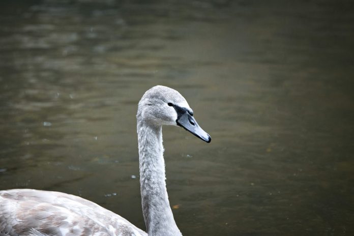 paws_and_prints-EWMNa3cB7vk-unsplash Gray Swan