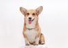 AI insurer Corgi raises $40.7m in fresh funding AI insurer Corgi raises $40.7m in fresh funding