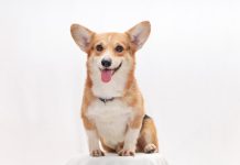 AI insurer Corgi raises $40.7m in fresh funding AI insurer Corgi raises $40.7m in fresh funding