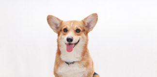AI insurer Corgi raises $40.7m in fresh funding AI insurer Corgi raises $40.7m in fresh funding