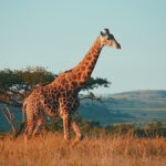 Instarc lands €1.25m to expand RegTech platform in South Africa Instarc lands €1.25m to expand RegTech platform in South Africa