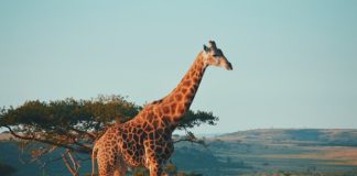 Instarc lands €1.25m to expand RegTech platform in South Africa Instarc lands €1.25m to expand RegTech platform in South Africa
