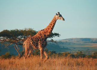 Instarc lands €1.25m to expand RegTech platform in South Africa Instarc lands €1.25m to expand RegTech platform in South Africa