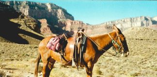 Mule chains expose blind spots in single-account AML monitoring Mule chains expose blind spots in single-account AML monitoring
