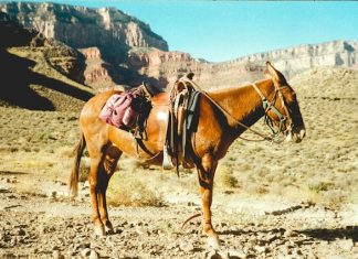 Mule chains expose blind spots in single-account AML monitoring Mule chains expose blind spots in single-account AML monitoring