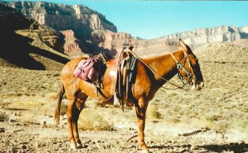 Mule chains expose blind spots in single-account AML monitoring Mule chains expose blind spots in single-account AML monitoring