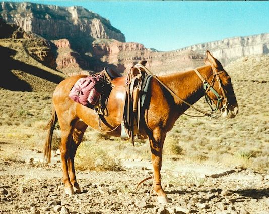 Mule chains expose blind spots in single-account AML monitoring Mule chains expose blind spots in single-account AML monitoring