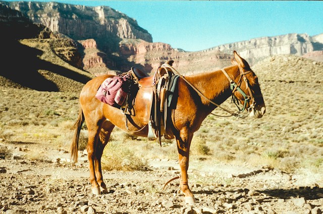 Mule chains expose blind spots in single-account AML monitoring Mule chains expose blind spots in single-account AML monitoring